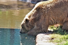 Grizzly Bear Getting Drink At Pond
