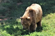 Grizzly Bear In Grass Close-up