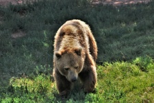 Grizzly Bear Walking On Grassy Hill