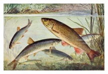 Hazel Chub Fish Vintage