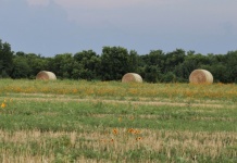 Hay Bales And Wildflowers