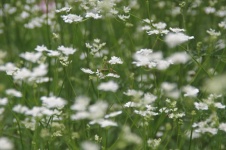 Hidden Grasshopper In White Flowers