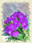 Purple Peonies Flowers