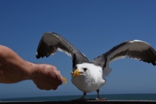 Feeding The Gull