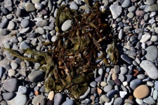 Sea Weed And Pebbles