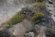 Wildflowers On A Rock Cliff