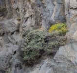 Flowers Growing Out Of A Rock Cliff