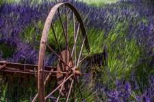 Rusty Wheel In A Lavender Field