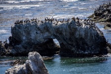Rocks Covered With Marine Birds