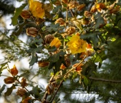 Yellow Flowering Tree