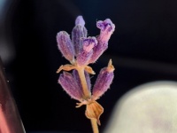 Lavender Plant Closeup