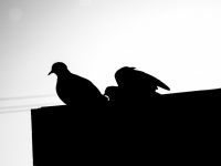 Two Mourning Doves Silhouette
