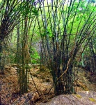 In Forest Thailand