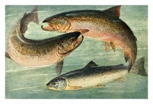 Salmon Freshwater Fish Fish Vintage