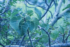 Large Leaved Rock Fig Tree Leaves