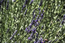 Lavender Field Flowers