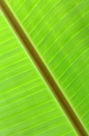 Leaf Banana Background