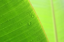 Leaf Banana Background