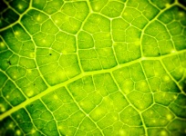 Leaf Texture Background