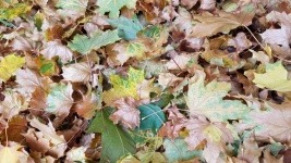 Leaves 1