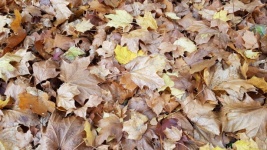 Leaves 2