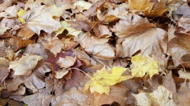 Leaves 3