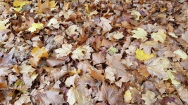 Leaves 4