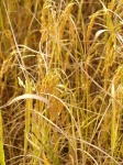 Mature Harvest Golden Rice