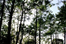 Nature Of Pine Forest In Phu Rua