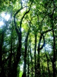 Nature Rain Forest Doi Inthanon