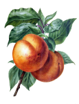 Fruit Peach Vintage Old