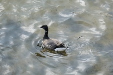 Wild Goose Swimming