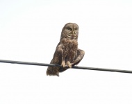Owl On A Wire