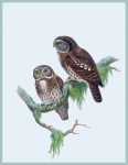 Owl Vintage Art