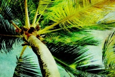 Palm Tree Canopy View