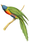 Parrot Bluehead Amazon Bird
