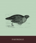 Partridge Bird