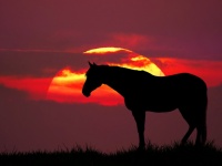 Horse Sunset Meadow Nature