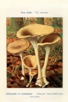 Mushrooms Century Vintage Old