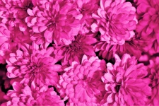 Pink Chrysanthemums Background