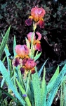 Pink Coloured Iris Flower