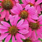 Pink Coneflowers Background