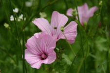 Pink Wildflowers In Green Meadow