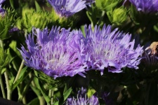 Purple Aster Flowers Close-up