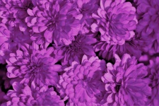 Purple Chrysanthemums Background