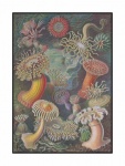 Jellyfish Coral Reef Vintage