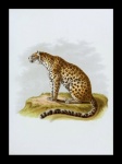 Big Cat Leopard Cat Jaguar