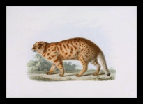 Big Cat Wildcat Tabby