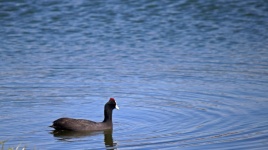 Red-knobbed Coot On Blue Dam Water