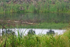 Reeds On The Banks Of A Water Hole